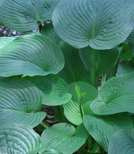 Hosta Jurassic Park